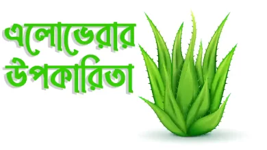 এলোভেরার উপকারিতা