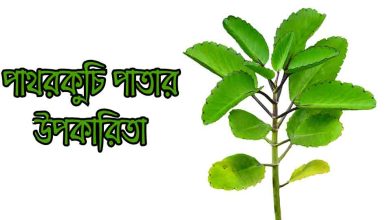 পাথরকুচি পাতার উপকারিতা