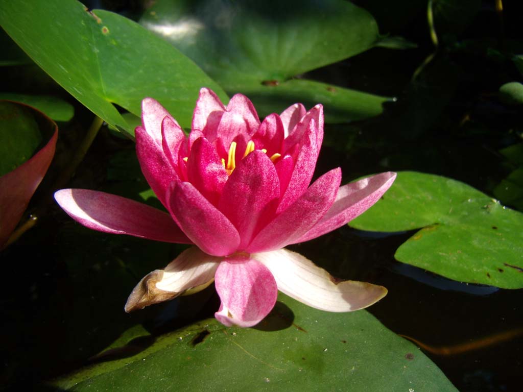 গোলাপ ফুলের ছবি