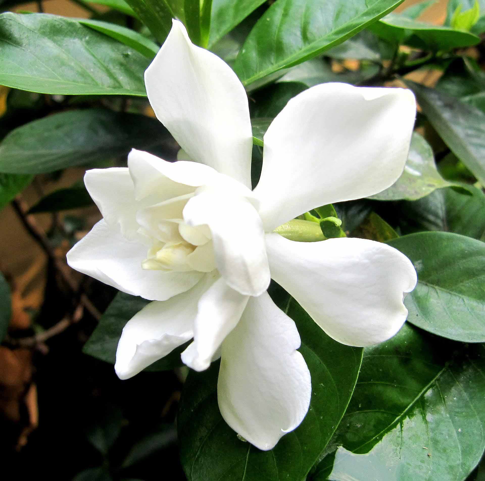 গোলাপ ফুলের ছবি
