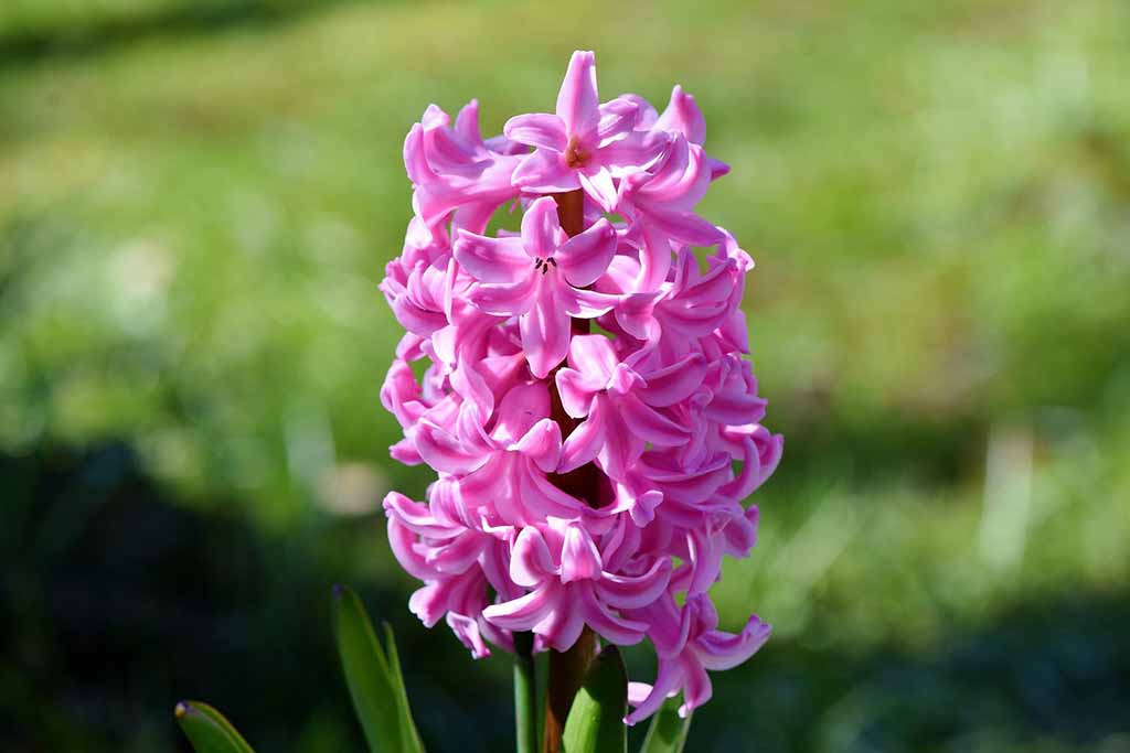 hyacinth 3284036 1920 6