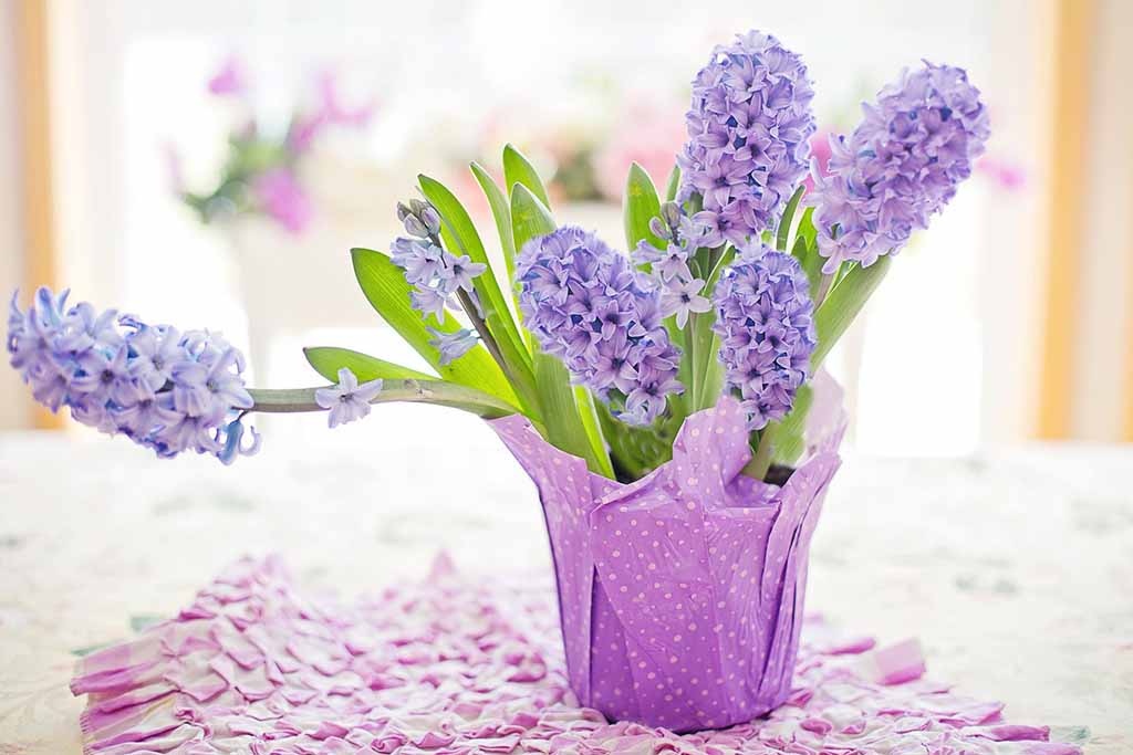 hyacinth 4110726 1920 7