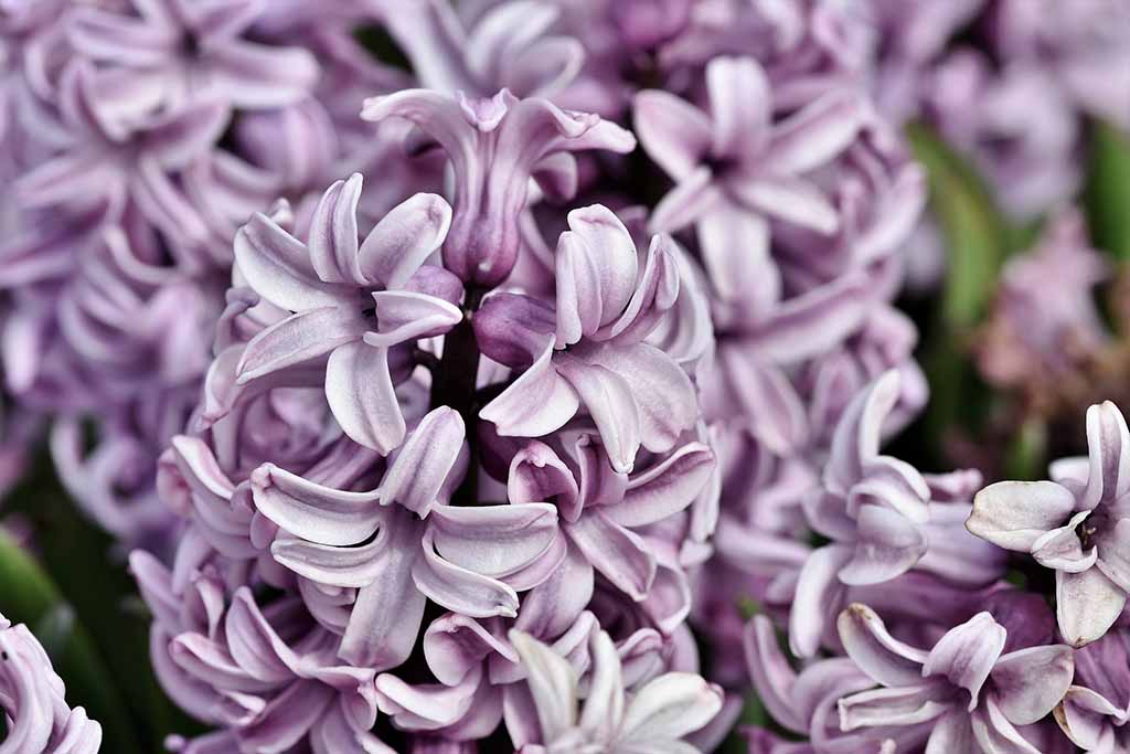 hyacinth 4770929 1920 7