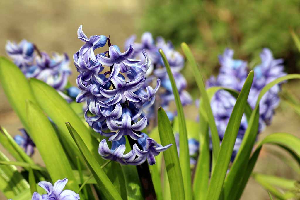 hyacinth 4973655 1920 6