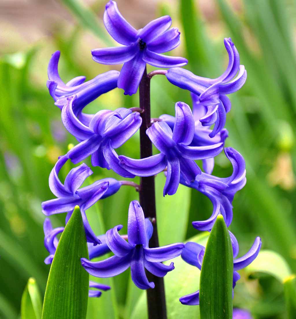 hyacinth 696491 1920 3