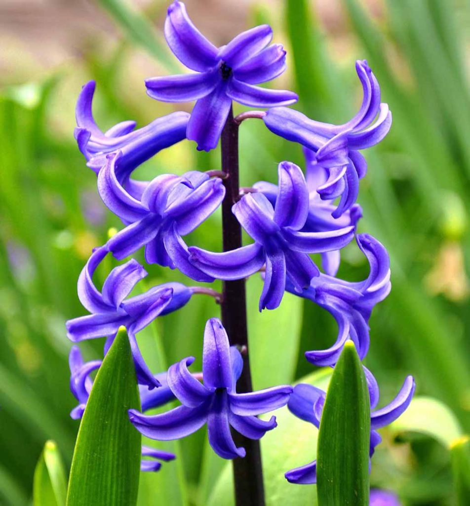 hyacinth 696491 1920 7