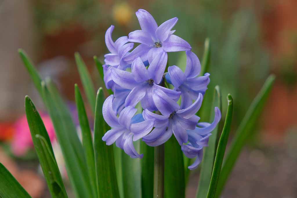 hyacinth 7101887 1920