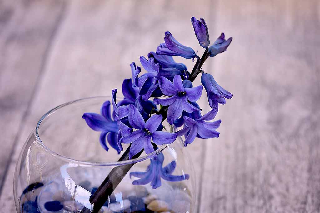 hyacinth 772059 1920 6