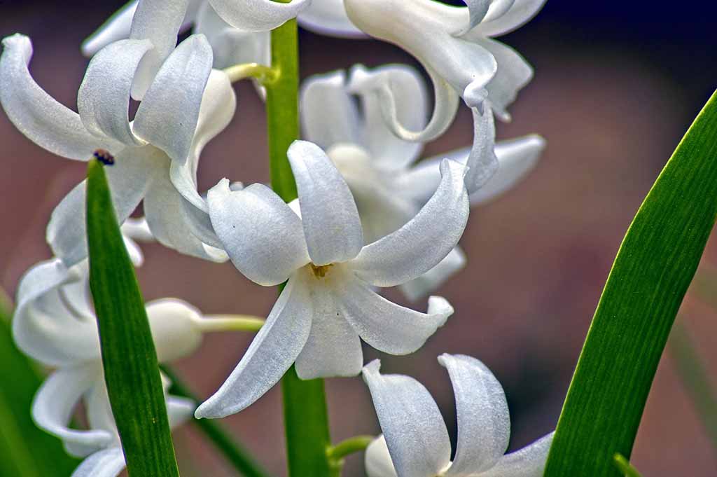 hyacinth in arkansas 4081807 1920 6