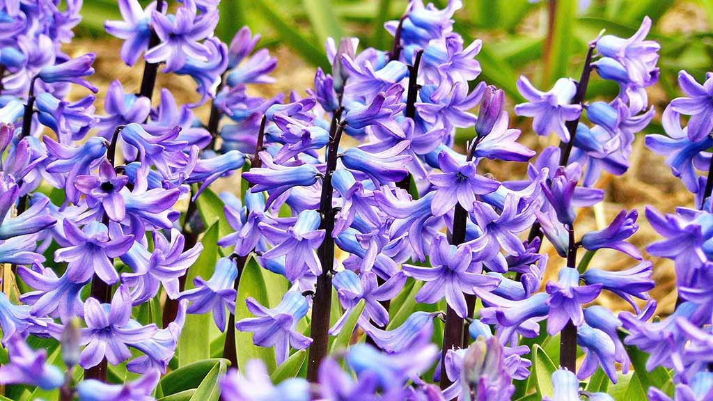 hyacinths 272492 1920 6