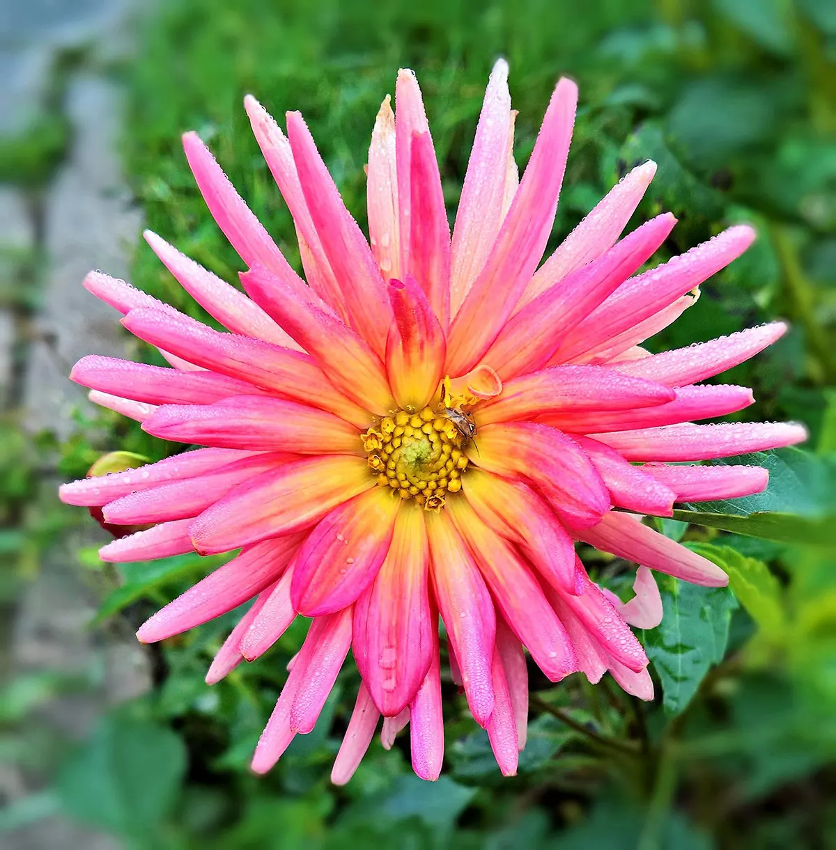 গোলাপ ফুলের ছবি