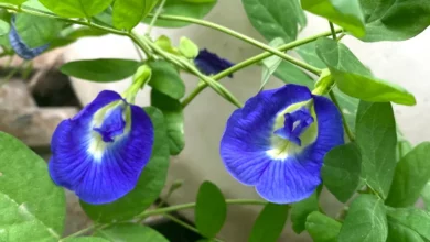 অপরাজিতার উপকারিতা