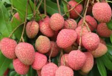 গর্ভাবস্থায় লিচু খাওয়া যাবে কিনা